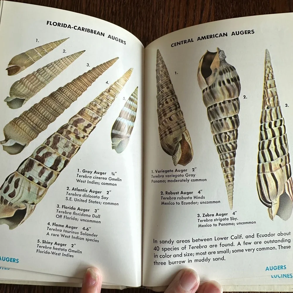 Sea Shells of the World Golden Nature Guide R Tucker Abbott Vintage Book 1962